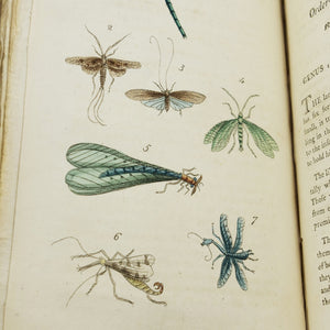 Fenn, Lady Ellenor | A Short History of Insects