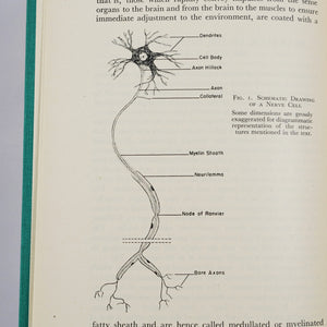 Brazier, Mary A. B. | The Electrical Activity of the Nervous System