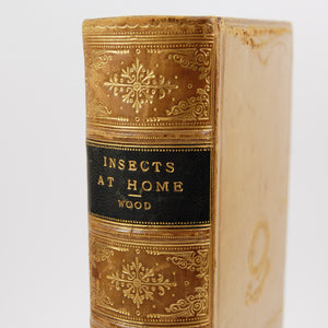 Wood, J. G. | Insects at Home