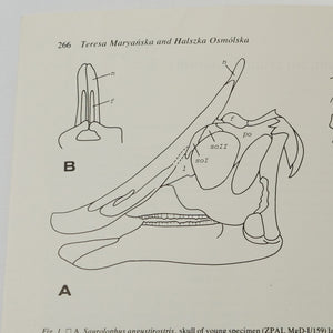 Maryańska, Teresa & Halszka Osmólska | Aspects of Hadrosaurian Cranial Anatomy