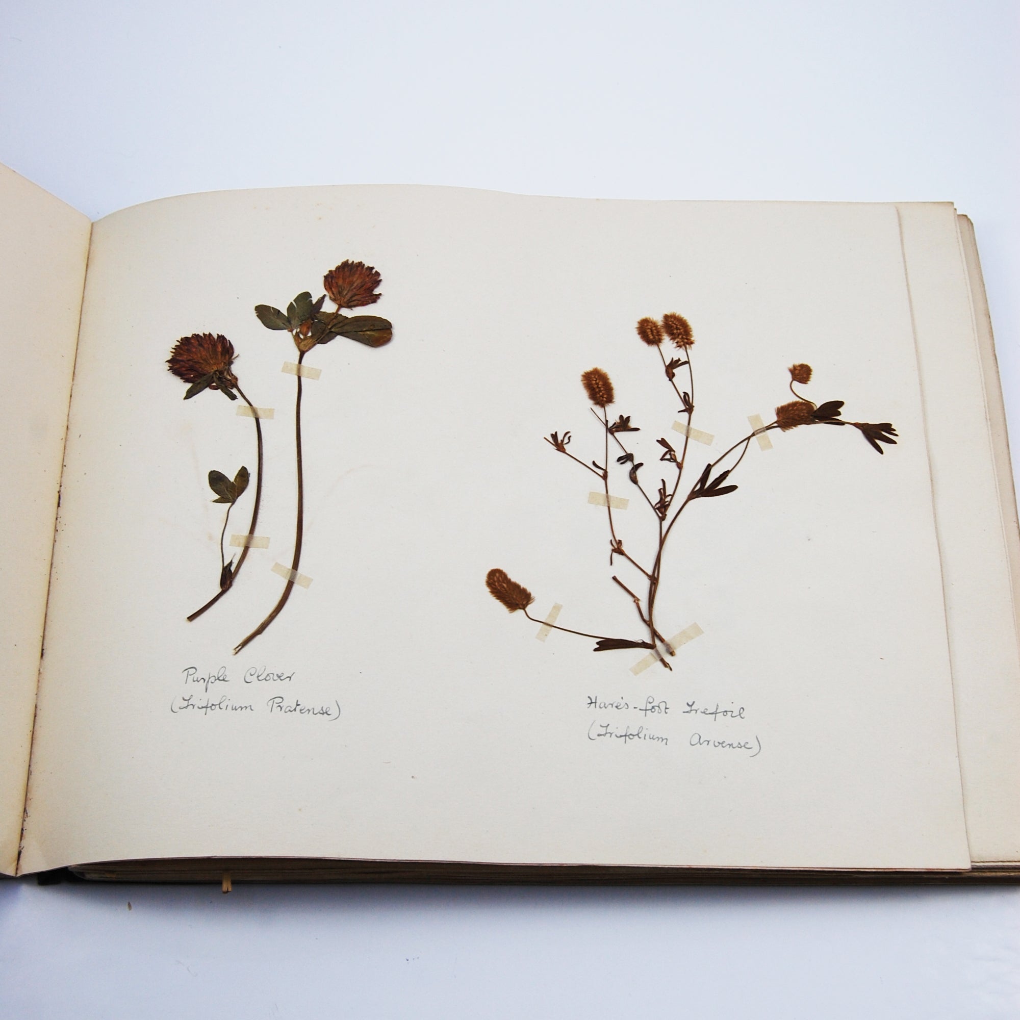 A Lovely 1930s Herbarium of British Plants