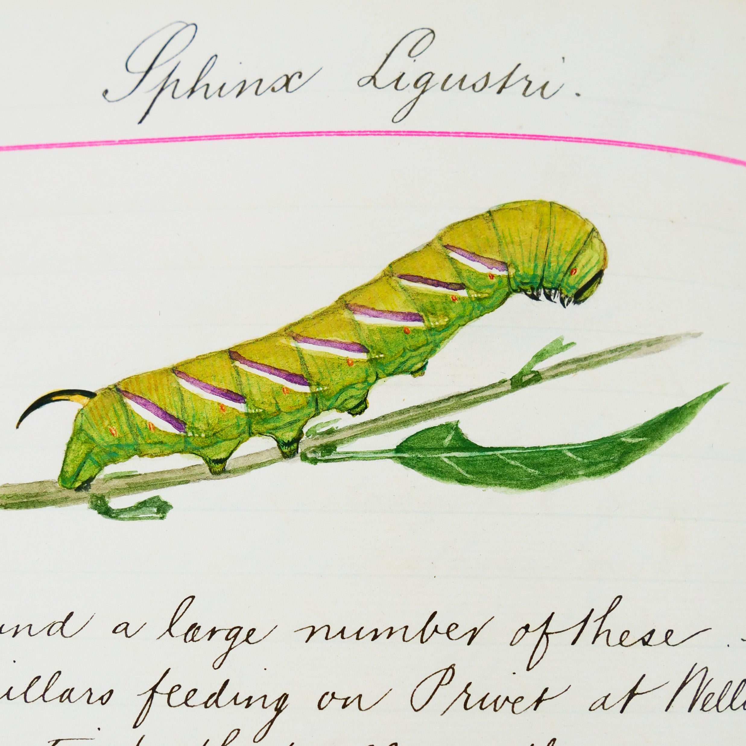 Privet Hawkmoth and caterpillar - Sphinx ligustri