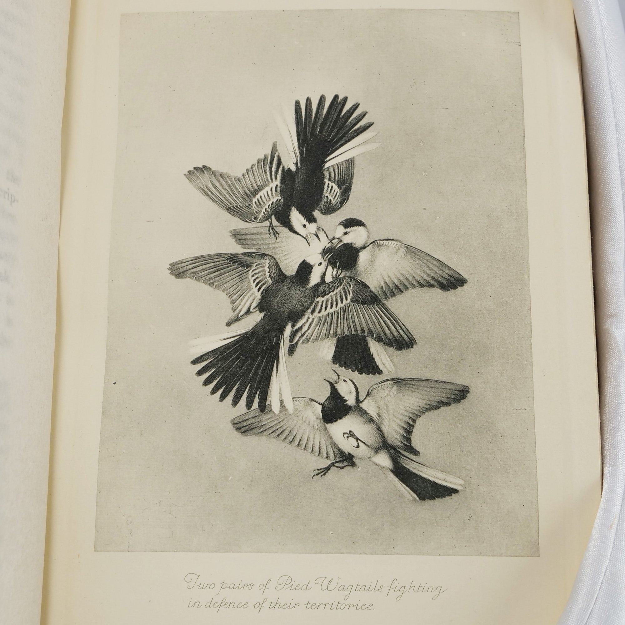 (Ratcliffe, Derek) Howard, H. Eliot | Territory in Bird Life.