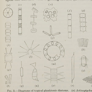 Lebour, Marie V. | The Planktonic Diatoms of the Northern Seas