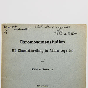 Bonnevie, Kristine | "Chromosomenstudien III