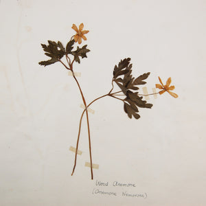 Skinner, Elsie T. | Collection of Flowers Classified According to Natural Orders