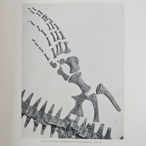 Osborn, Henry Fairfield | A Complete Mosasaur Skeleton & A Skeleton of Diplodocus