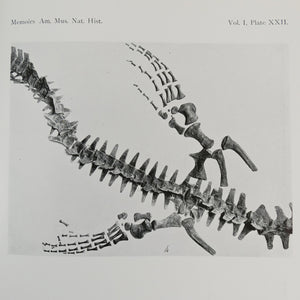 Osborn, Henry Fairfield | A Complete Mosasaur Skeleton & A Skeleton of Diplodocus