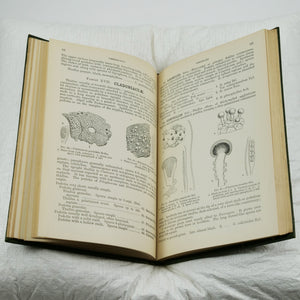 Smith, Annie Lorrain | A Handbook of the British Lichens