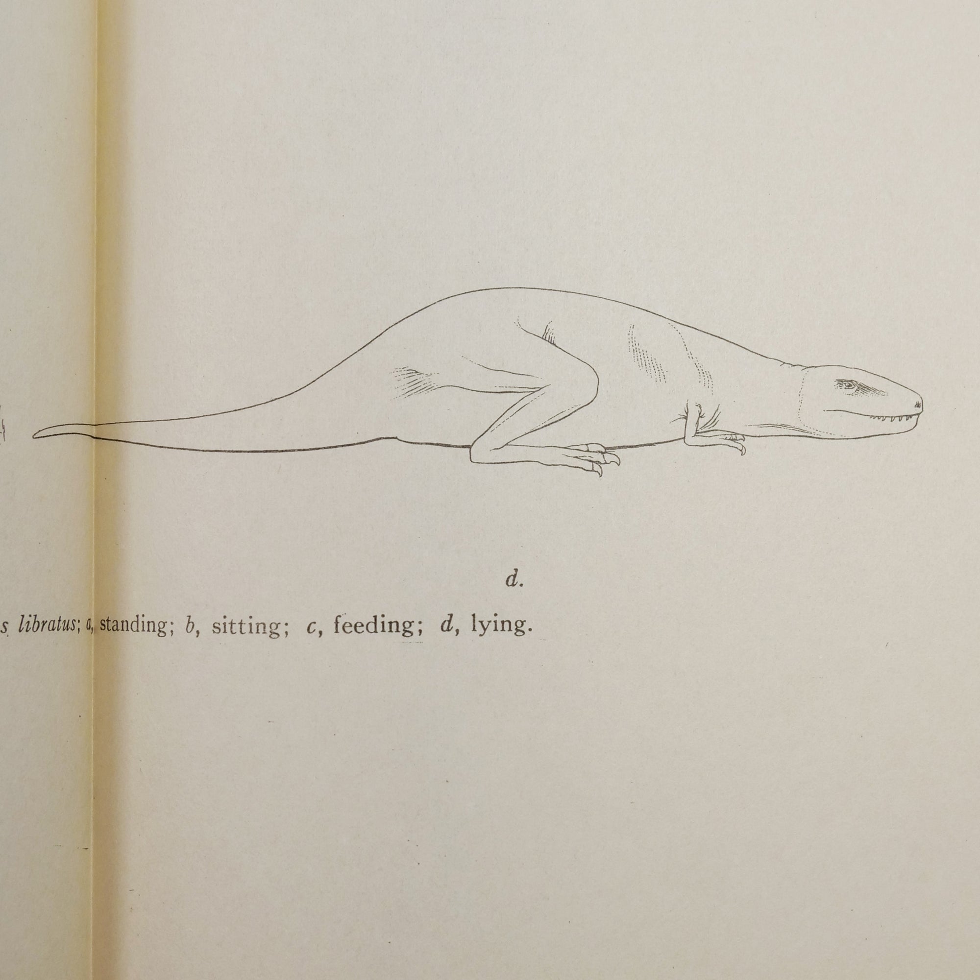 Lambe, Lawrence M. | The Cretaceous Theropodous Dinosaur Gorgosaurus