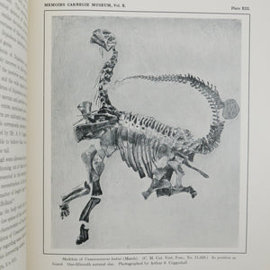 Gilmore, Charles W. | "A Nearly Complete Articulated Skeleton of Camarasaurus