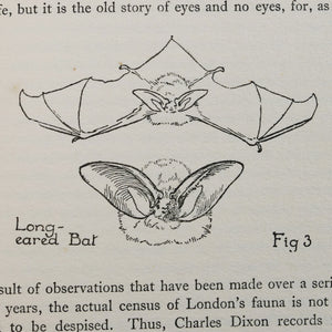 Westell, W. Percival | British Mammals
